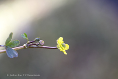 Ranunculus hirtellus